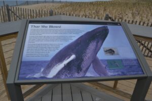 Herring Cove Whale Exhibit 